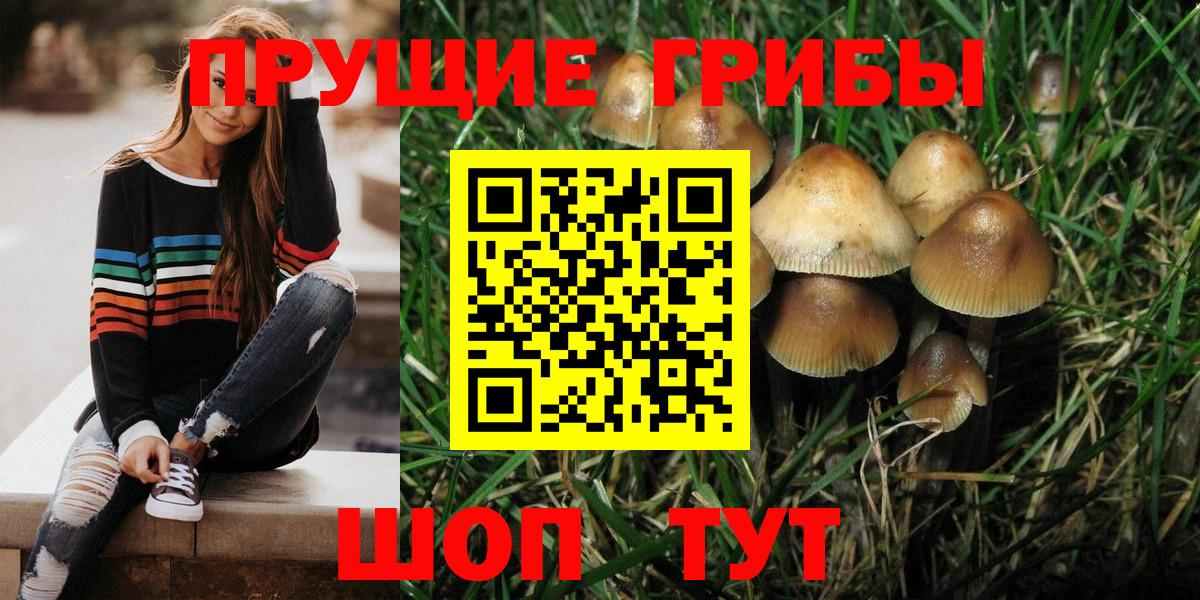 Псилоцибиновые грибы Cubensis  Галлюциногенные грибы мицелий  Вход с VPN  Владимир 